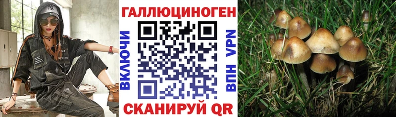 Псилоцибиновые грибы Psilocybine cubensis  Рыбинск 